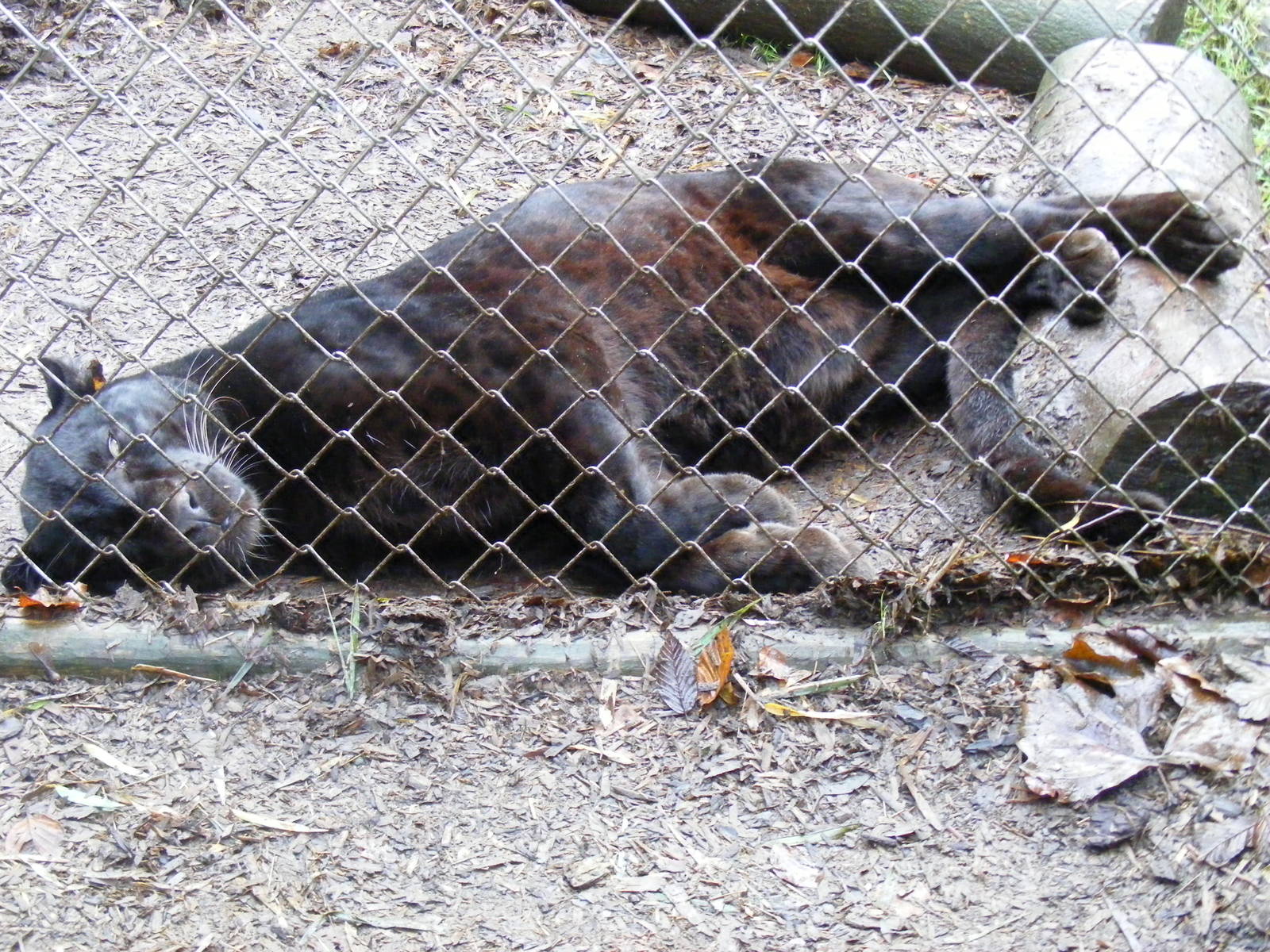 Zoysa the leopard at Exmoor Zoo, 29 December 2010