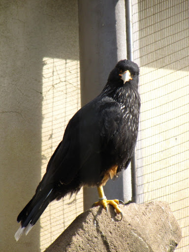 ZSL London Zoo 9.09.2010