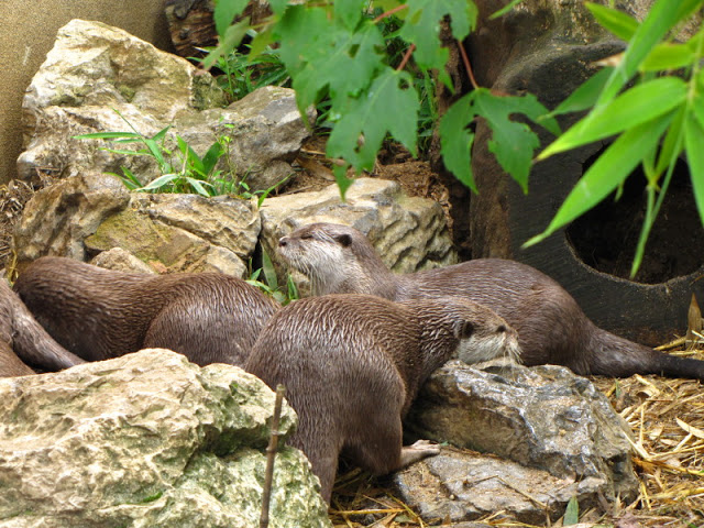 ZSL London Zoo 9.09.2010