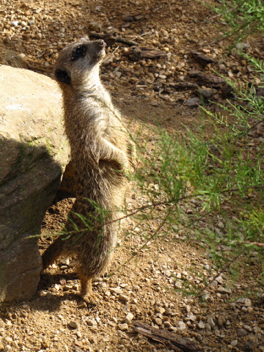 ZSL London Zoo 9.09.2010