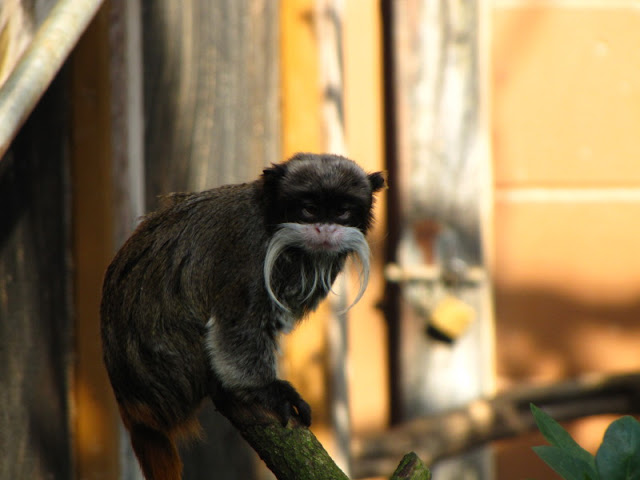 ZSL London Zoo 9.09.2010