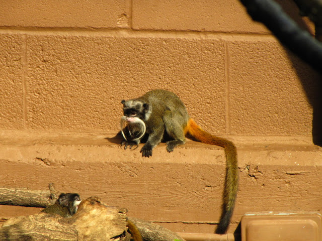 ZSL London Zoo 9.09.2010