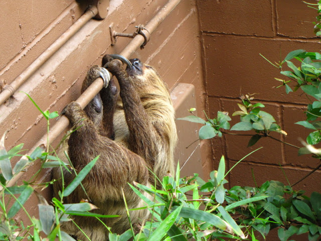 ZSL London Zoo 9.09.2010