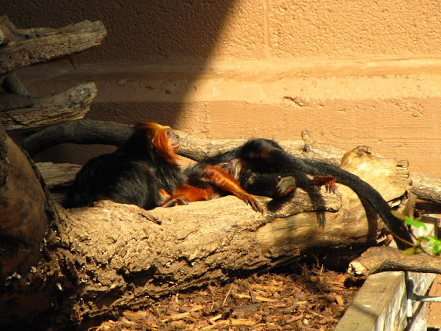 ZSL London Zoo 9.09.2010