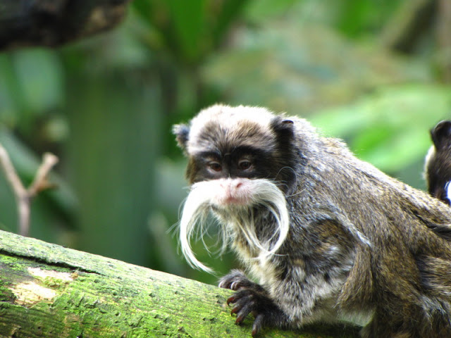 ZSL London Zoo 9.09.2010