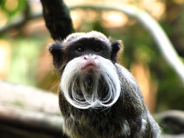 ZSL London Zoo 9.09.2010