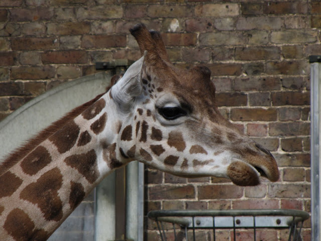 ZSL London Zoo 9.09.2010