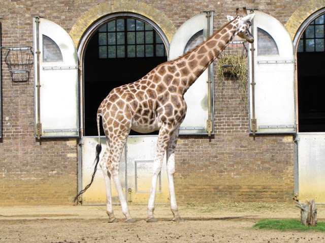 ZSL London Zoo 9.09.2010