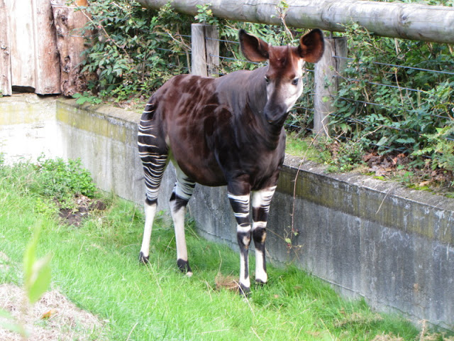 ZSL London Zoo 9.09.2010