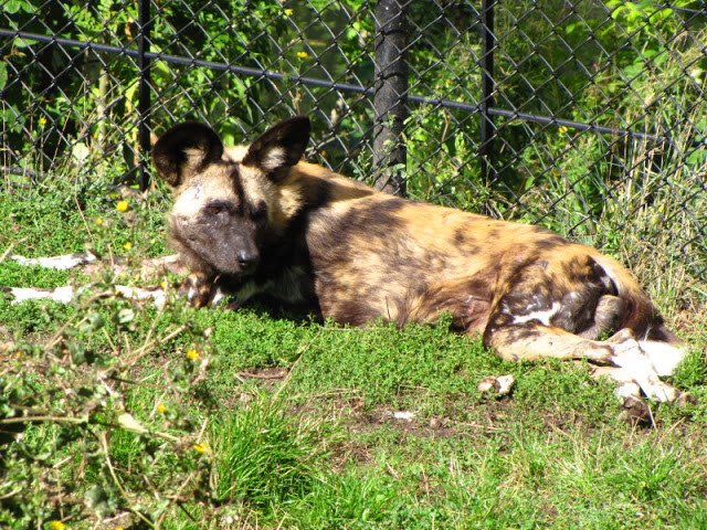 ZSL London Zoo 9.09.2010