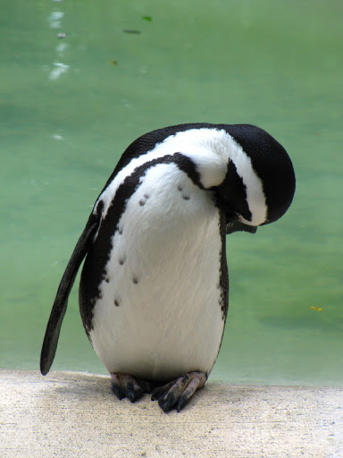 ZSL London Zoo 9.09.2010