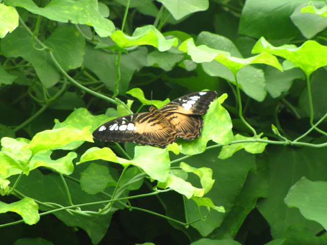ZSL London Zoo 9.09.2010