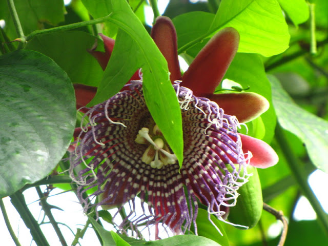 ZSL London Zoo 9.09.2010