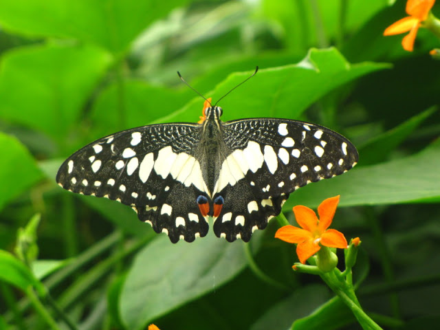 ZSL London Zoo 9.09.2010