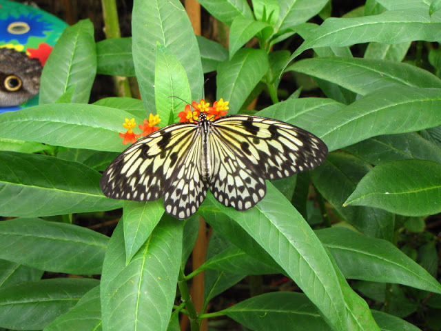 ZSL London Zoo 9.09.2010