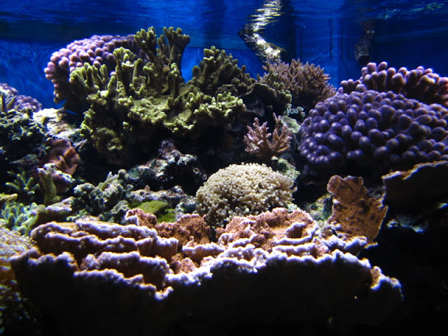 ZSL London Zoo 9.09.2010