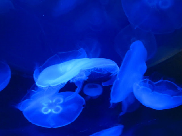 ZSL London Zoo 9.09.2010