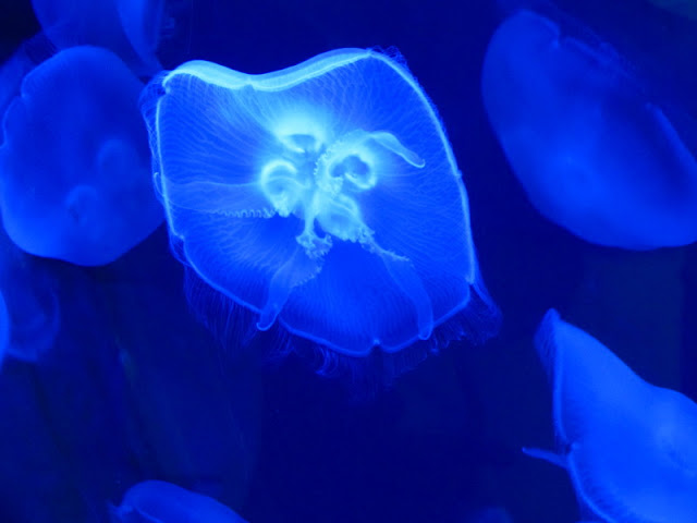 ZSL London Zoo 9.09.2010