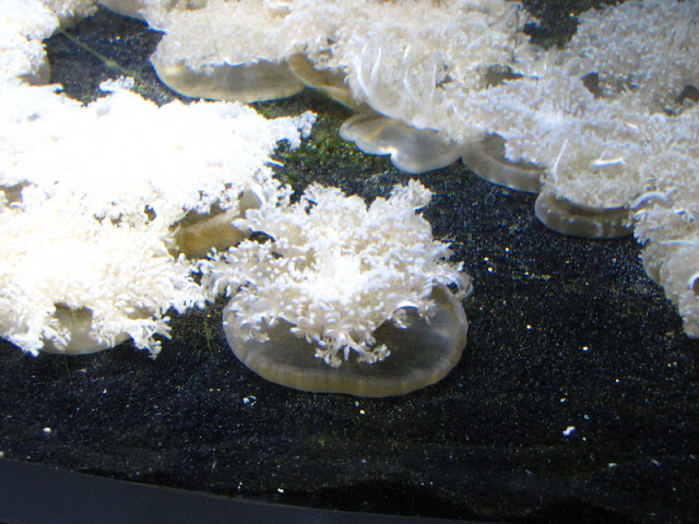 ZSL London Zoo 9.09.2010