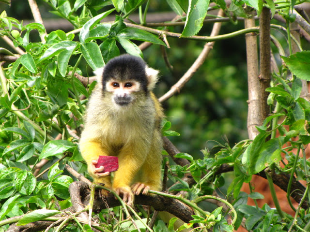 ZSL London Zoo 9.09.2010