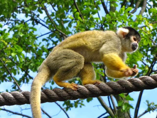 ZSL London Zoo 9.09.2010