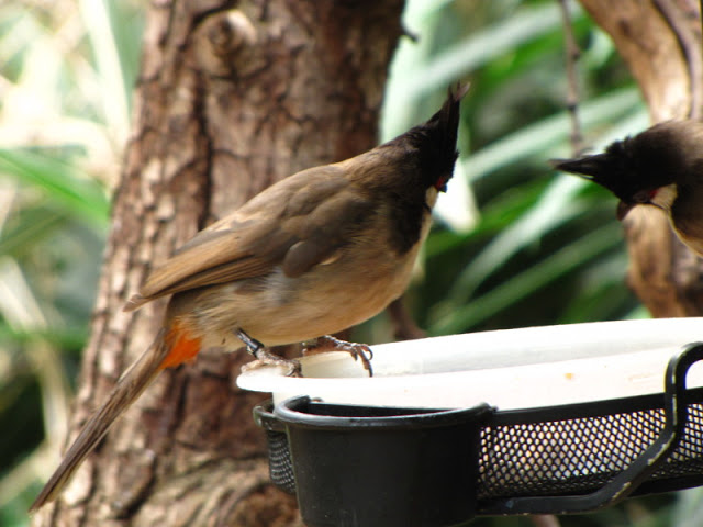 ZSL London Zoo 9.09.2010