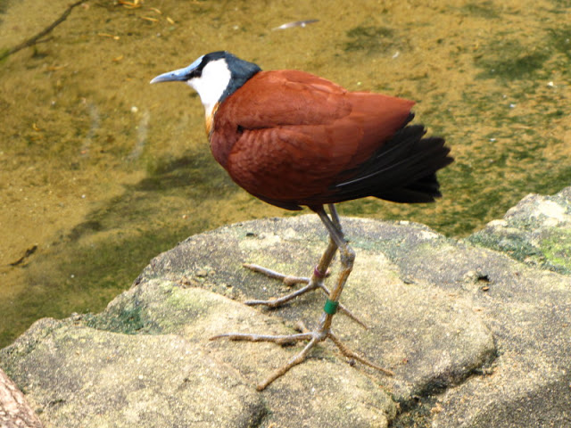 ZSL London Zoo 9.09.2010