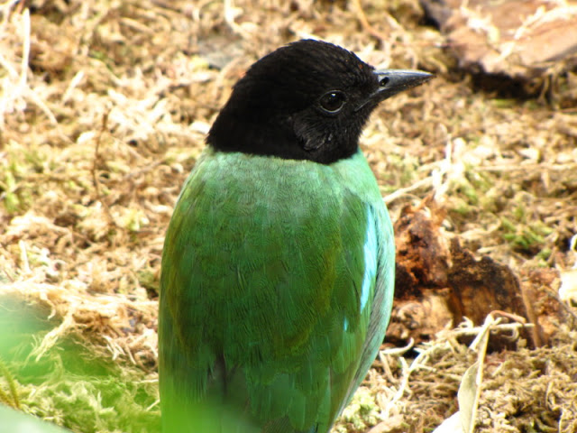 ZSL London Zoo 9.09.2010