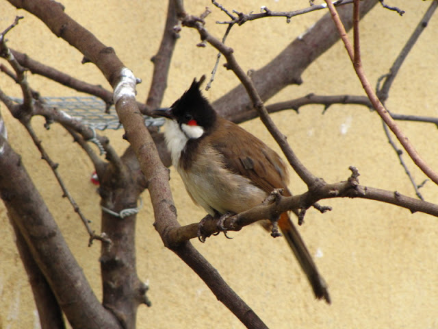 ZSL London Zoo 9.09.2010
