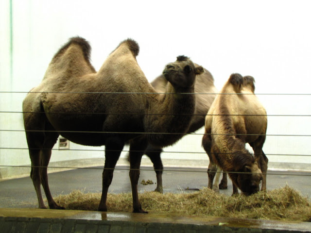 ZSL London Zoo 9.09.2010