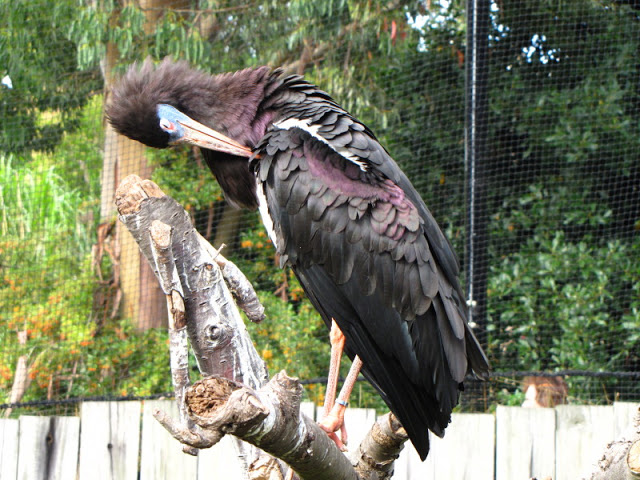 ZSL London Zoo 9.09.2010