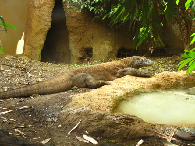 ZSL London Zoo 9.09.2010