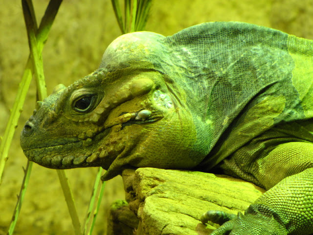 ZSL London Zoo 9.09.2010