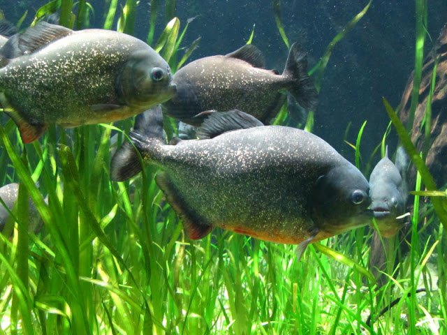 ZSL London Zoo 9.09.2010