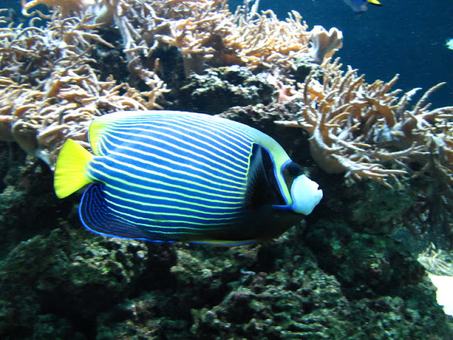 ZSL London Zoo 9.09.2010