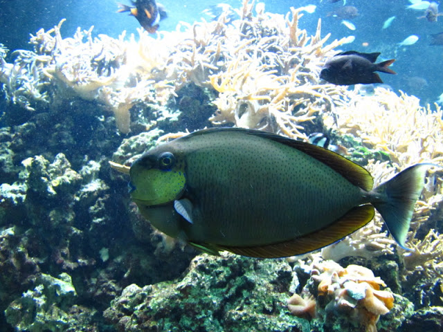 ZSL London Zoo 9.09.2010