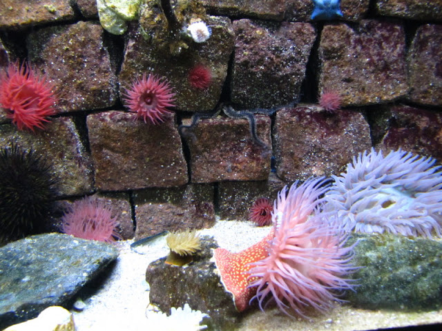 ZSL London Zoo 9.09.2010