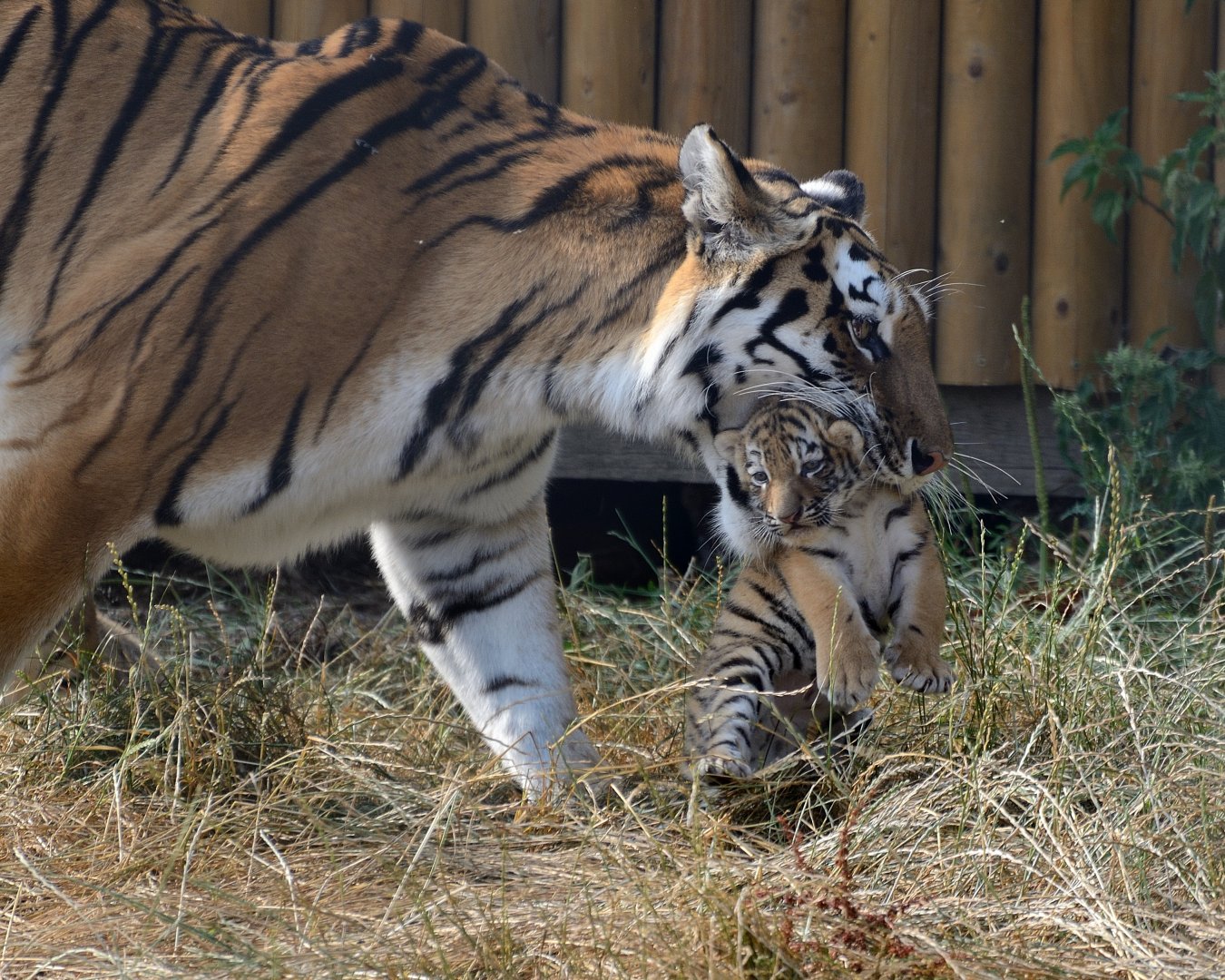 ZSL Whipsnade 21/07/2018: Amur Tiger (Naya) & Cub