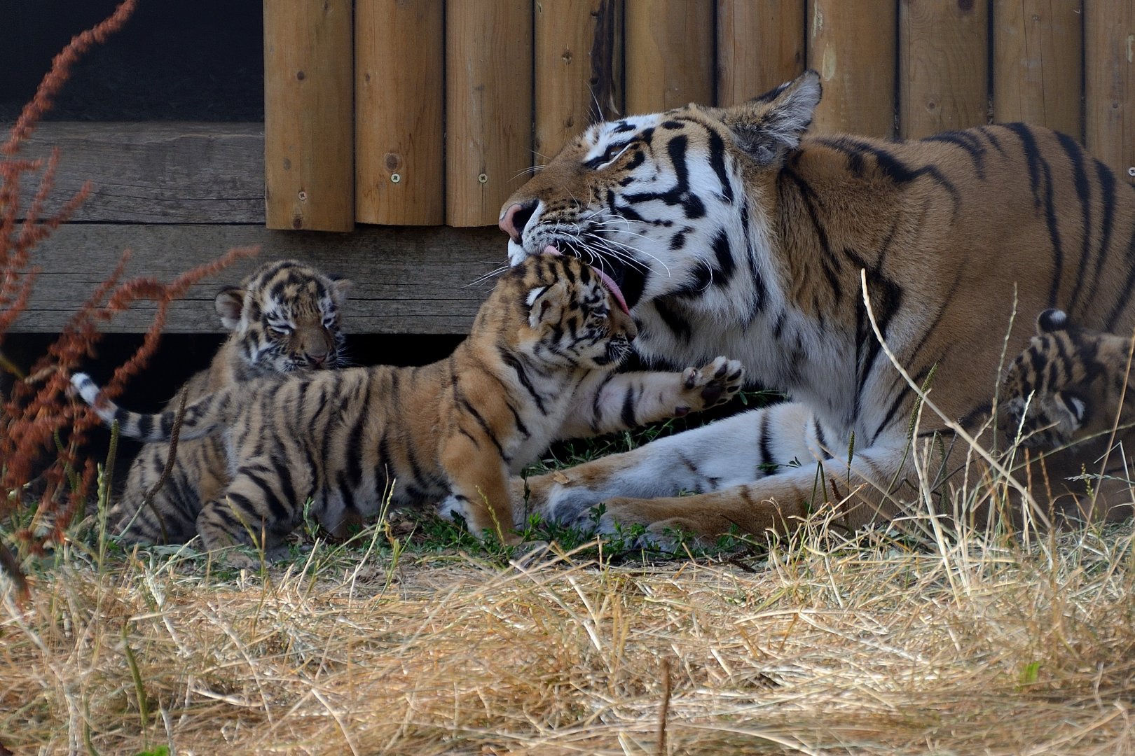 ZSL Whipsnade 21/07/2018: Amur Tiger (Naya) & Cubs