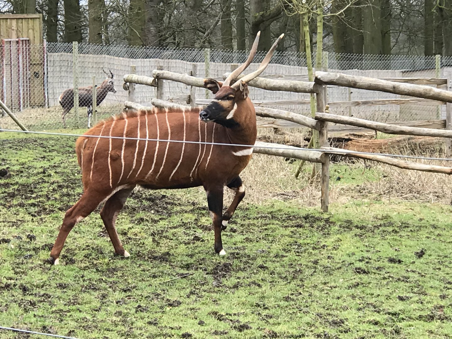 ZSL Whipsnade Zoo - 19/2/17
