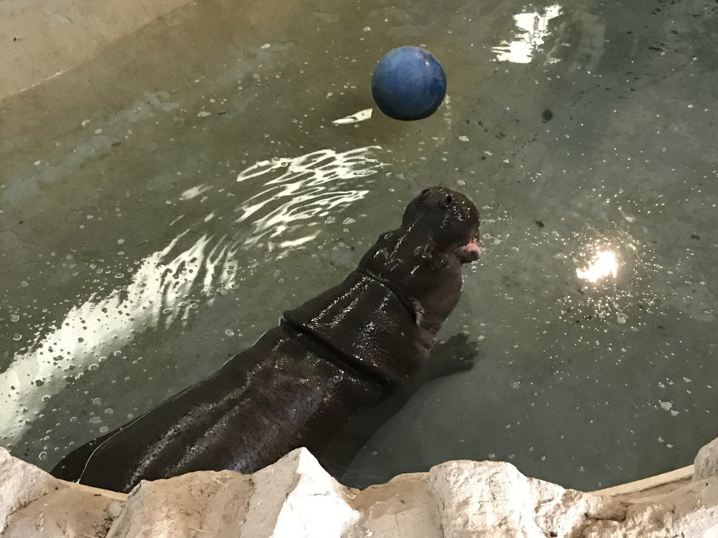 ZSL Whipsnade Zoo - 19/2/17