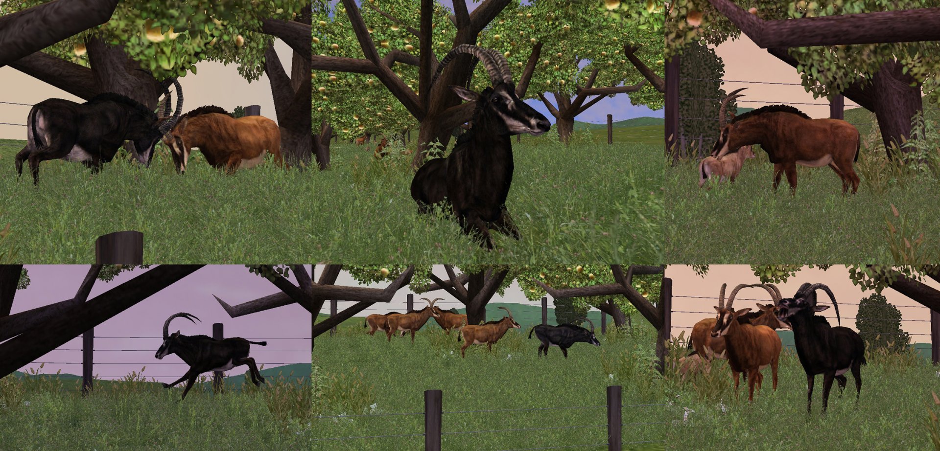 ZT2: Giant Sable Antelope Collage