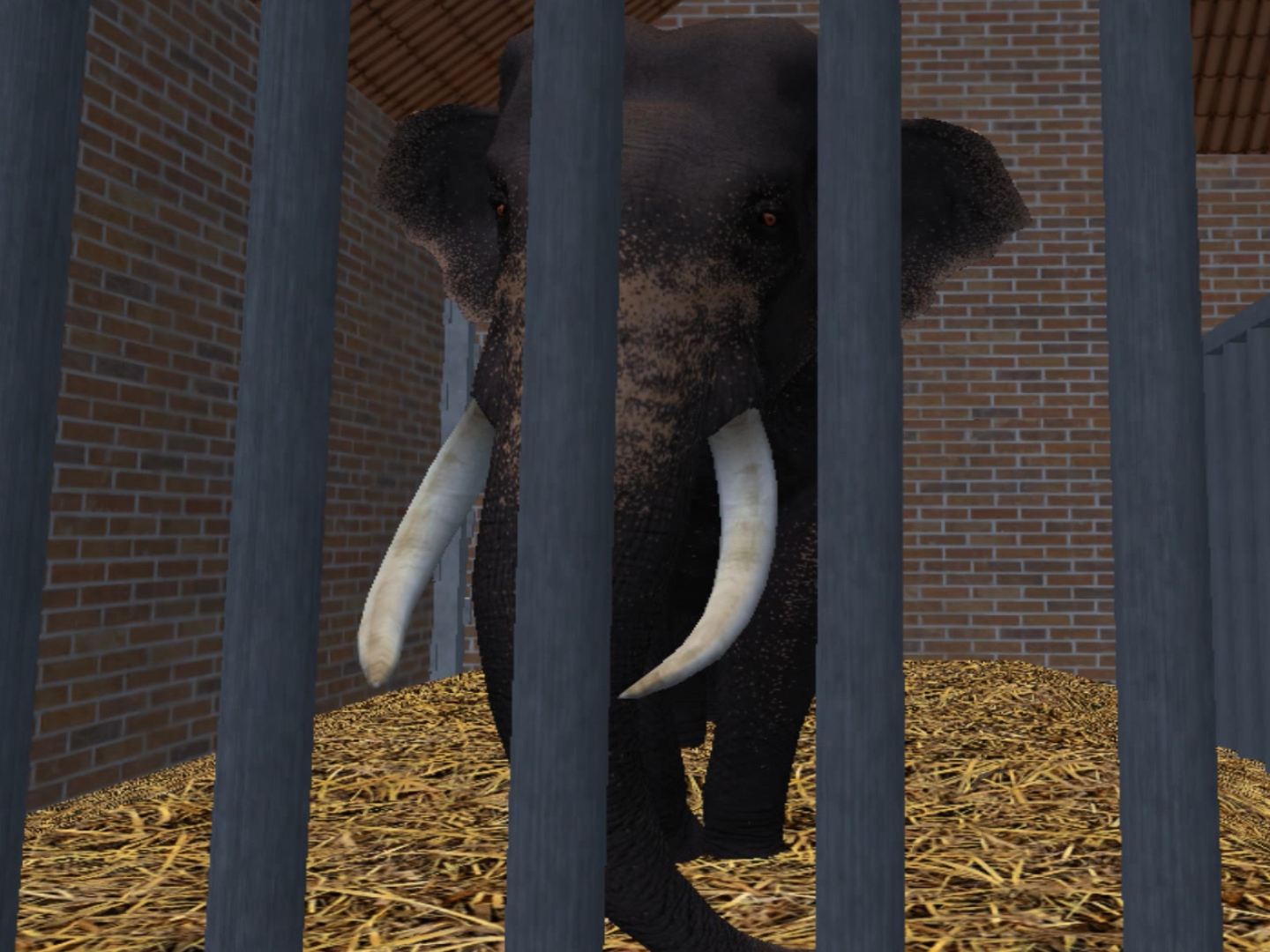 ZT2 Sri Lankan Elephant Bull