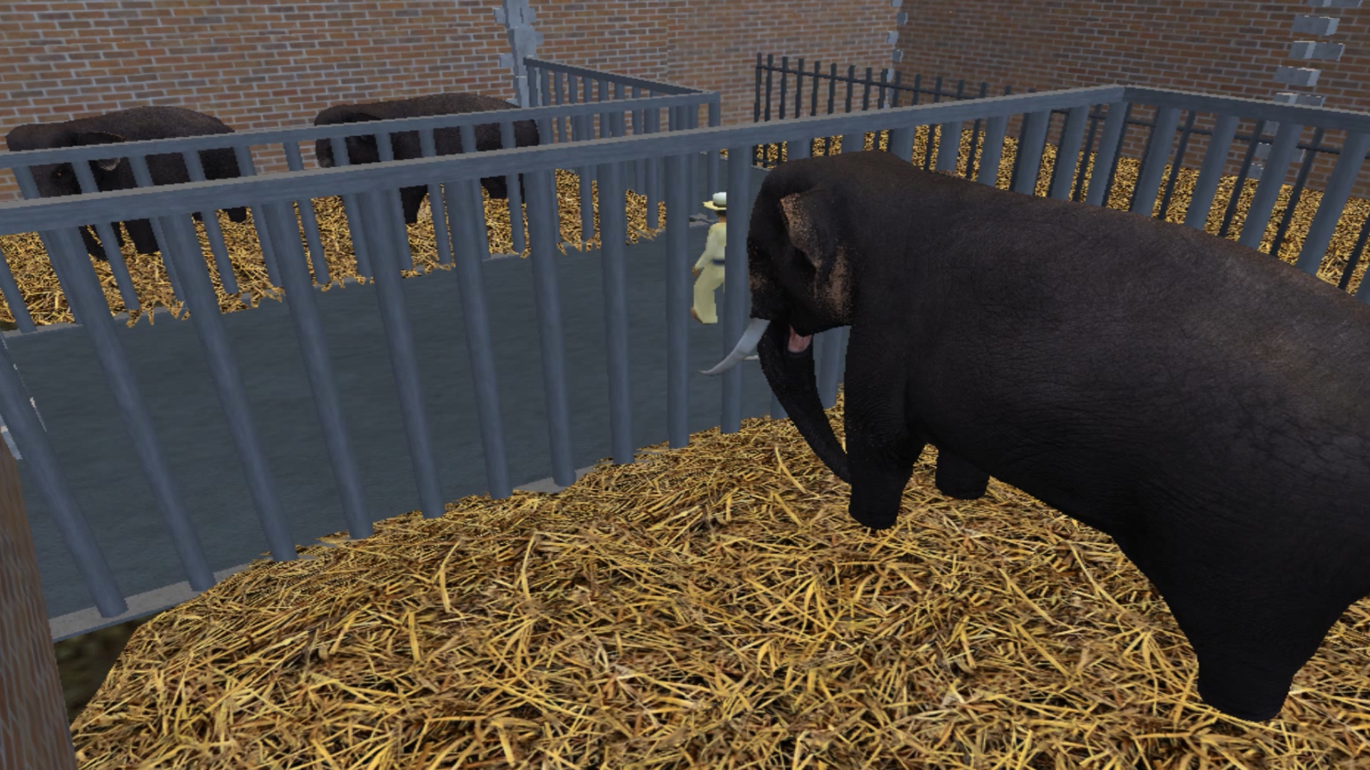 ZT2 Sri Lankan Elephants Indoors