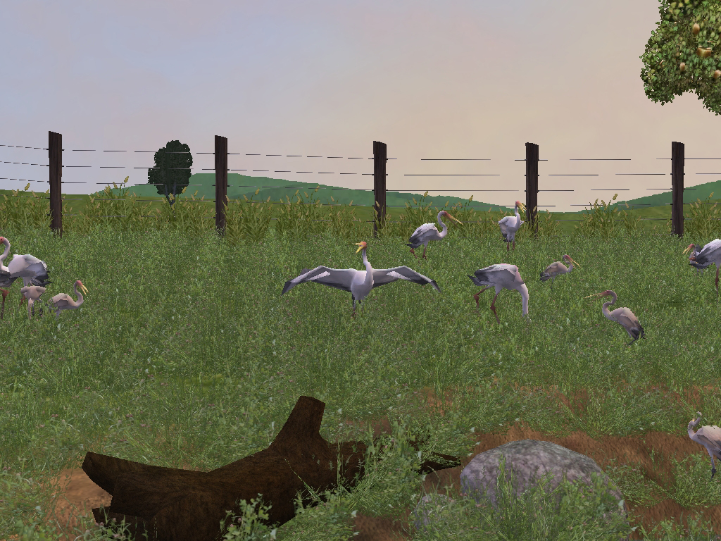 ZT2: Yellow-Billed Storks