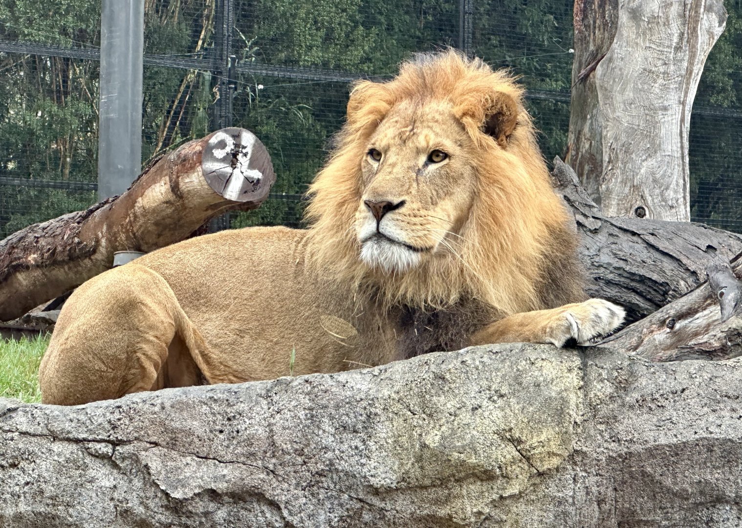 Zuberi (African Lion)