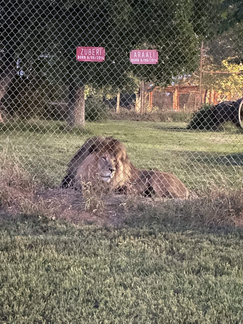 Zuberi and Araali the lions
