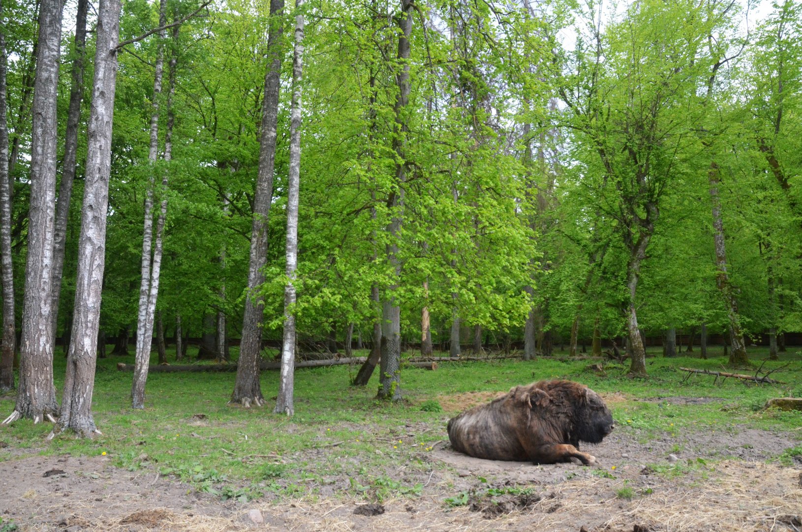 'Zubron' Hybrid and Enclosure at Rezerwat Pokazowy Żubrów, Białowieża 07/05/19