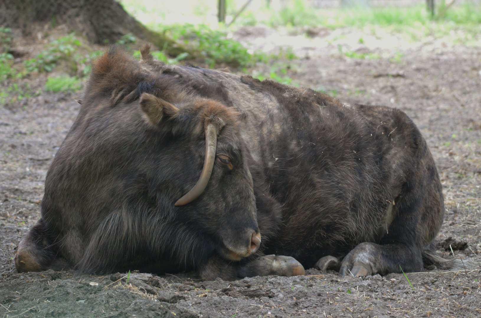 'Zubron' Hybrid at Rezerwat Pokazowy Żubrów, Białowieża 07/05/19