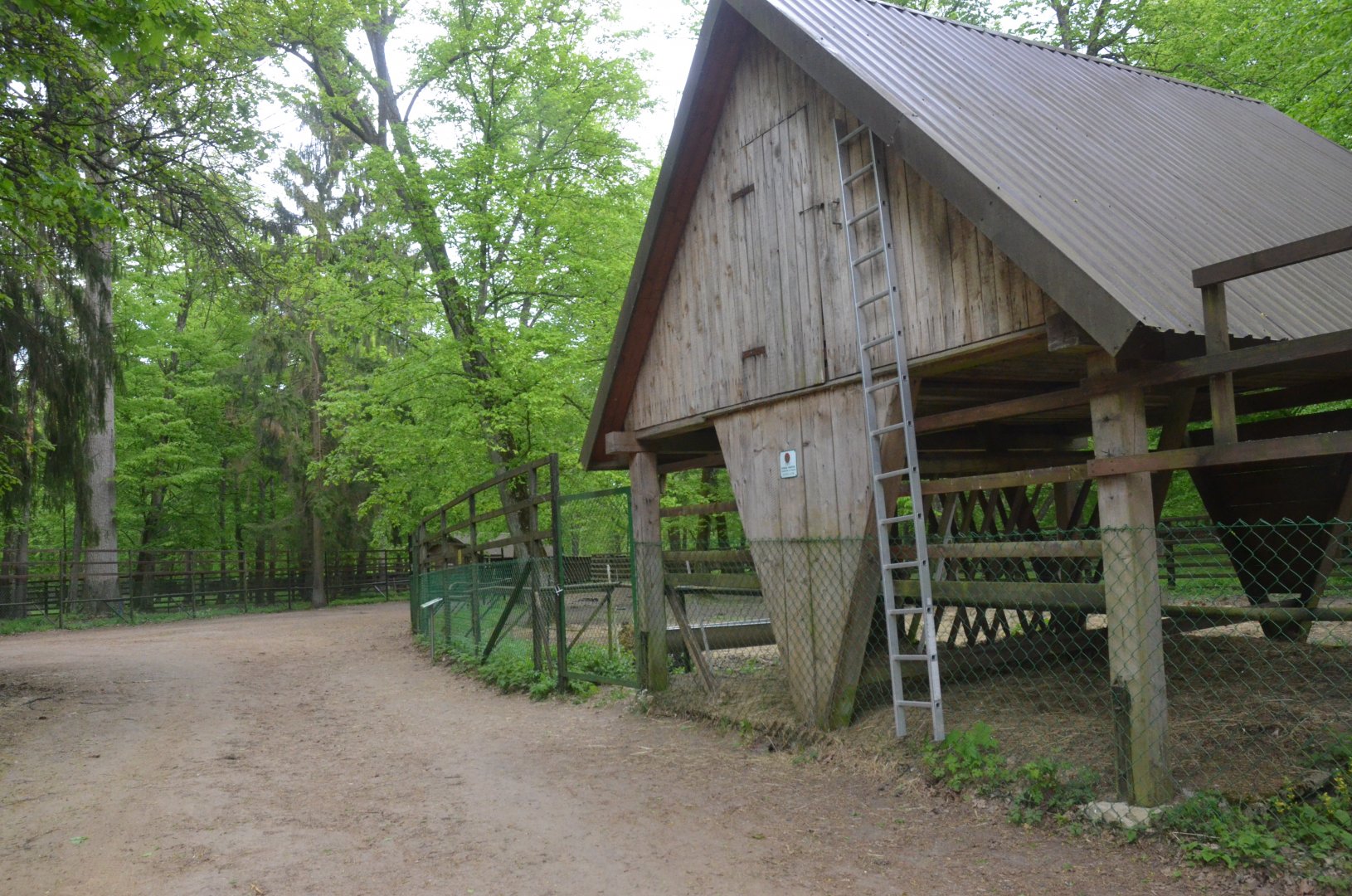 'Zubron' Hybrid Enclosure at Rezerwat Pokazowy Żubrów, Białowieża 07/05/19